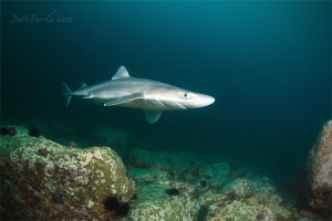 Curious shark (spiny dogfish) by Boris Pamikov 